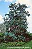 Juniperus virginiana 'Glauca' habit