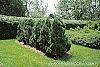 Thuja occidentalis 'Holmstrup' habit