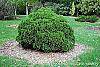 Thuja occidentalis 'Hoseri' habit