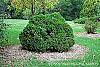 Thuja occidentalis 'Hoseri' habit
