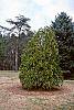 Thuja occidentalis 'Lutea' habit