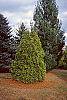Thuja occidentalis 'Lutea' habit