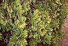 Thuja occidentalis 'Lutea' leaves