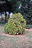 Thuja occidentalis 'Sunkist' habit