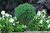 Thuja occidentalis 'Teddy' habit