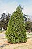 Thuja orientalis habit