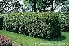 Thuja plicata habit