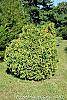 Xanthocyparis nootkatensis 'Aureovariegata' habit