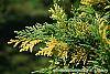 Xanthocyparis nootkatensis 'Aureovariegata' leaves