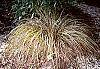 Carex buchananii habit