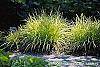 Carex elata 'Bowle's Golden' habit