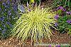 Carex 'Grasshopper' habit