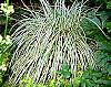 Carex morrowii 'Aureovariegata' habit