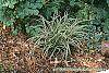 Carex morrowii 'Ice Dance' habit