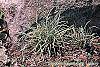 Carex ornithopoda 'Variegata' habit