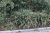 Carex pendula habit