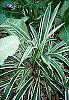 Carex siderosticha 'Variegata' habit