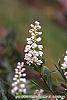 Cliftonia monophylla flowers