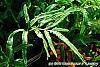 Scyphularia pentaphylla leaves