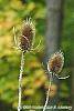 Dipsacus sylvestris fruit