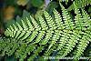 Athyrium filix-femina leaves