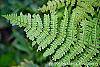 Athyrium filix-femina leaves
