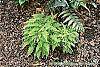 Athyrium filix-femina var. filix-femina 'Minutissimum' habit