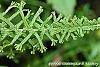 Athyrium filix-femina var. filix-femina 'Victoriae' leaves