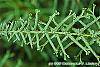 Athyrium filix-femina var. filix-femina 'Victoriae' leaves