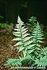 Athyrium niponicum 'Ghost' leaves