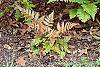 Dryopteris erythrosora habit