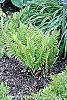 Dryopteris filix-mas