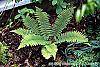 Polystichum retrosopaleaceum habit