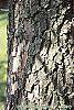 Diospyros virginiana bark