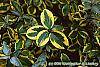 Elaeagnus pungens 'Gilt Edge' leaves