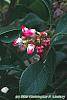 Arctostaphylos uva-ursi 'Vancouver Jade' flowers