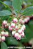 Enkianthus campanulatus flowers