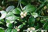 Gaultheria procumbens flowers