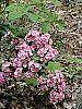 Kalmia latifolia flowers