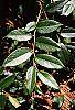 Leucothoe fontanesiana leaves