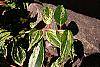 Leucothoe fontanesiana 'Girard's Rainbow' leaves