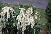 Pieris japonica flowers