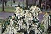 Pieris japonica flowers