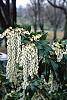 Pieris japonica flowers