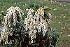 Pieris japonica flowers