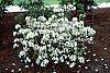 Rhododendron 'April Snow' habit