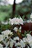 Rhododendron 'April Snow' flowers