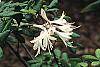 Rhododendron atlanticum flowers