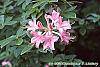 Rhododendron 'Bouquet de Flore' flowers