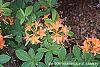 Rhododendron calendulaceum flowers